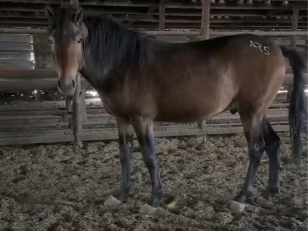 Hengst, Kazakh horse