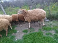 Ovejas (lote, sexo no especificado), Ovejas — foto 2