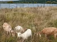 Ziege, Ziegen — Foto 6