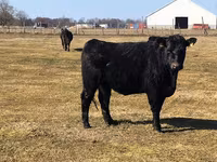 Bull, Holstein breed — photo 7