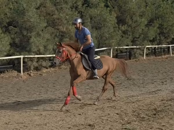 Кінь, Karabakh horse