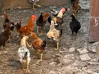 Chickens — الصورة 2