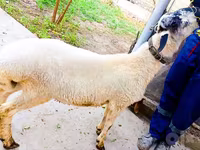 公羊, Sheep — 照片 3