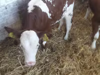 أبقار (دفعة، الجنس غير محدد), Simmental cattle — الصورة 8