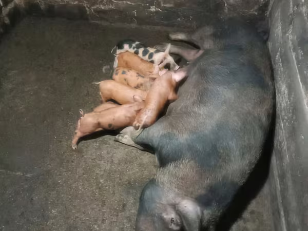 Schweine (Partie, Geschlecht nicht angegeben), Дюрок