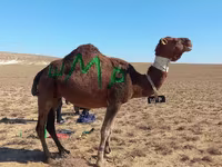 公骆驼, Arvana camel — 照片 1