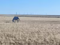 घोड़ी, Horse breed — फ़ोटो 4