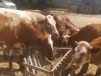 Vaca, Ganado vacuno — foto 5