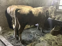Bulle, Aberdeen-Angus — Foto 5