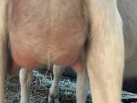 Ziege, Saanen goat — Foto 2