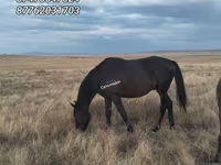 Horse (M), Horses — photo 2