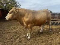 Toro, Simmental cattle — foto 1
