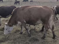 Vaca, Simmental cattle — foto 1
