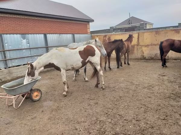 Yegua, Caballos