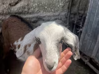 Ешкі, Nubian Goat — 4-сурет