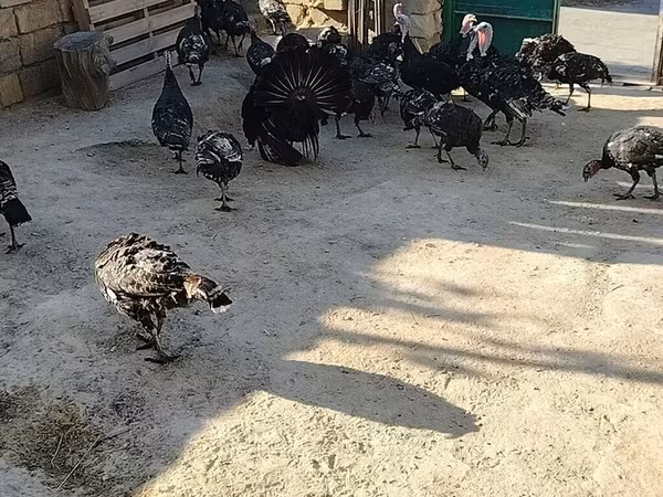 أبيض عريض الصدر