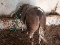 Бұқа, Simmental cattle — 2-сурет
