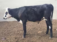 Bulle, Aberdeen-Angus — Foto 3