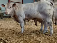 公牛, Charolais cattle — 照片 4