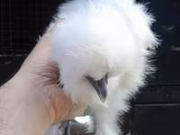 Chickens — photo 3