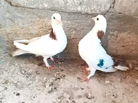Salam gördüyünüz Qusdar satılır her ikisidə mayadi birinin uçuşu var — foto 1