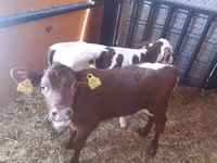 Bulle, Simmental cattle — Foto 2