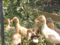 American Pekin — photo 5