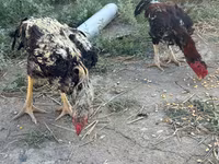 Chickens — 7-rasm