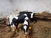Корова, Russian Black pied cattle — фото 2