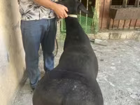 Ovejas (lote, sexo no especificado), Ovejas — foto 7