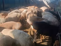 Schaf, Edilbay sheep — Foto 1