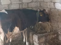 Cow, Russian Black pied cattle — photo 2