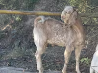 عنزة, Beetal goats — الصورة 1