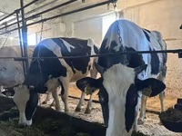 Kuh, Holstein-Rasse — Foto 1