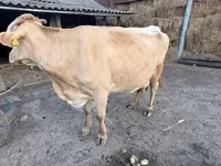 Cow, Cattle — photo 2