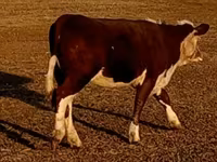 公牛, Swiss cattle — 照片 8