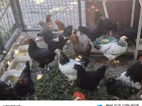 Chickens — 4-rasm