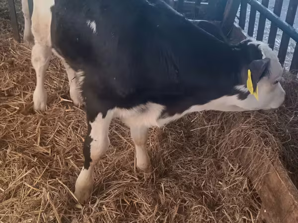 Bulle, Simmental cattle