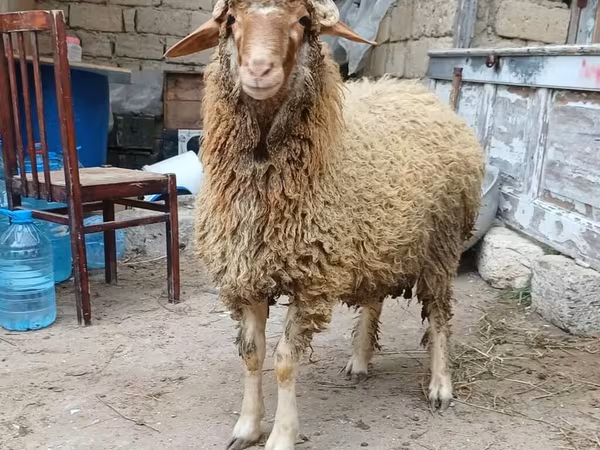 公羊, Sheep