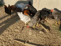 Chickens — 2-rasm