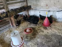 Australorp — foto 3