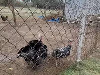 Turkeys — Foto 1