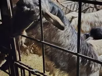 Ziegenbock, Alpine goat — Foto 1