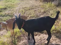 عنزة, Nubian Goat — الصورة 4