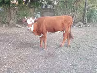 Kuh, Latvian Blue cattle — Foto 5