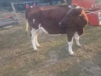 بقرة, Simmental cattle — الصورة 4