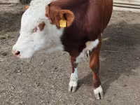 Buğa, Simmental cattle — foto 8