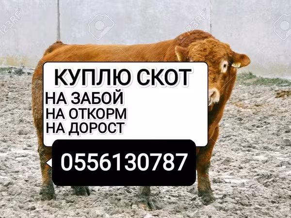 Коровы