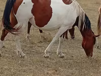 Madyan, Kazakh horse — foto 1