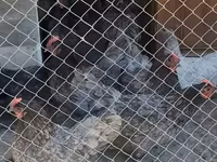 Chickens — Foto 2